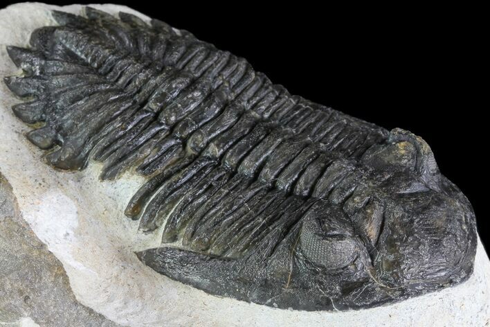 Large, Hollardops Trilobite - Visible Eye Facets #84805